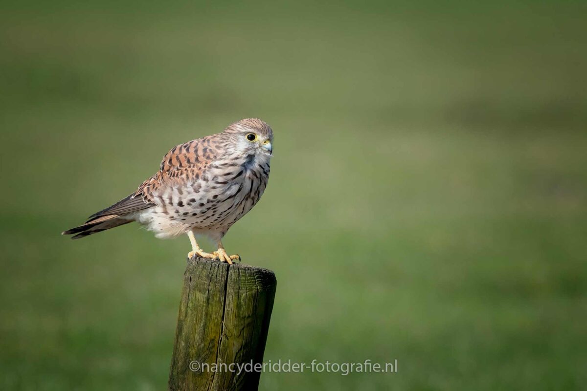 torenvalk, broedseizoen, lente, weidevogelhuijs, natuurfotografie