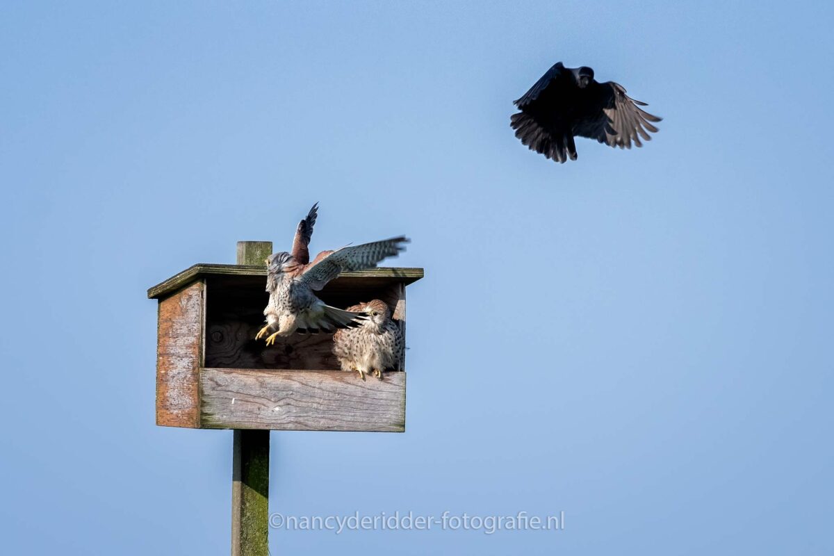 torenvalken, aanval, beschermen, weidevogelhuis