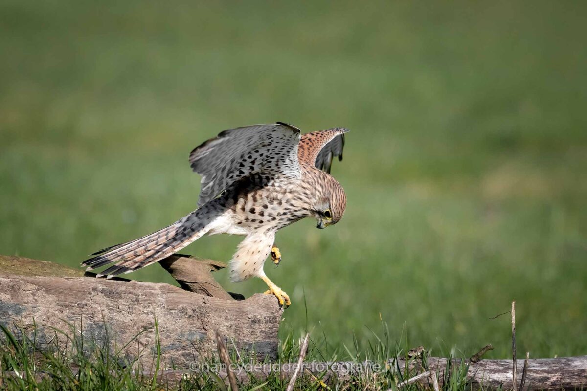torenvalk, vogelhut-weidevogelhuijs, alblasserwaard, vleugels