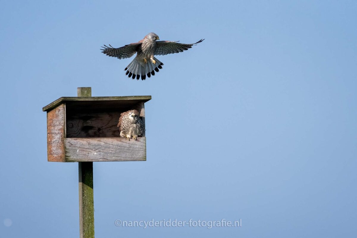 torenvalken, aanval, beschermen, weidevogelhuis
