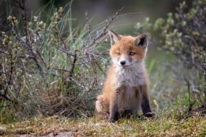 vosje, jonge-vosjes, dromerig, AWD