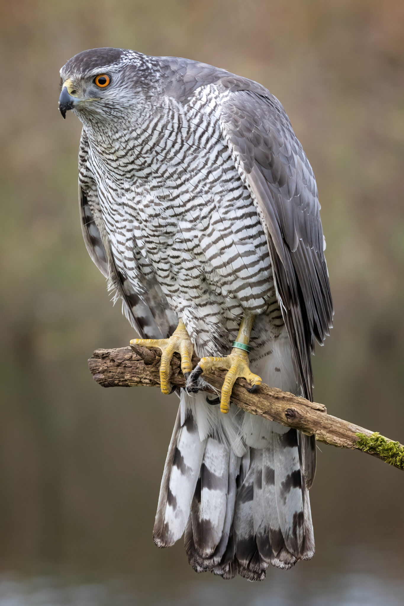 havik, roofvogels, wildlife
