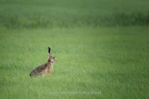 hazen, hazen-oren, weiland, alert