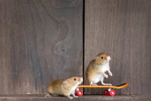 muizen, dwergmuis, muizenworkshop, avonturen
