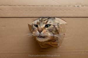 mainecoon, katten, kartonnen-doos, doos, karton