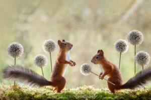Eekhoorn avonturen tijdens een workshop in zweden