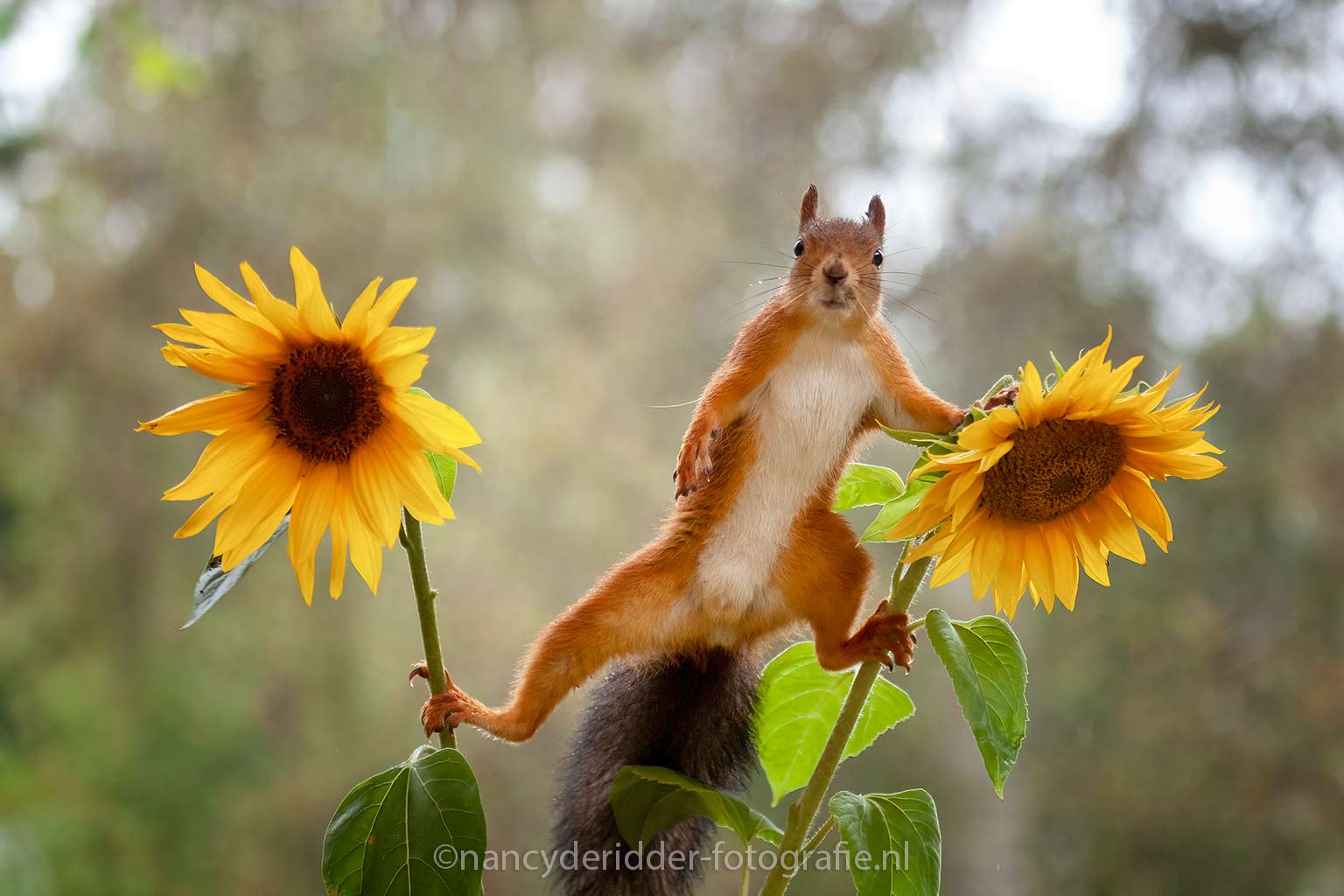 eekhoorn workshop, eekhoorns, geert-weggen, zweden, zonnenbloemen, squirrels