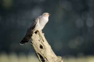 koekoek, vogel, natuurfotografie