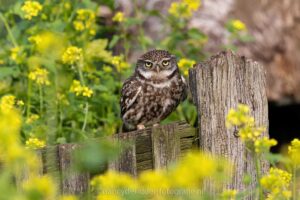 steenuilen, uilen, steenuiltje, glennvermeersch
