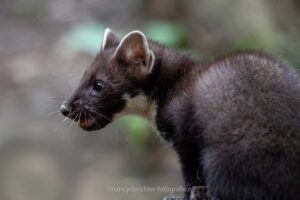 Boommarter, veluwe, roofdier, nachtdier, vogelhut, natuur, boommarters