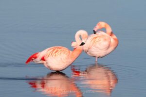 flamingo, tropisch, roze-uiterlijk, zeeland, grevelingenmeer, flamingos