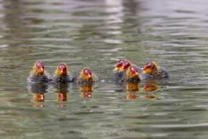 jonge-meerkoetjes, watervogels, meerkoetjes, lente