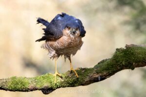sperwer, oogcontact, roofvogel, drunen