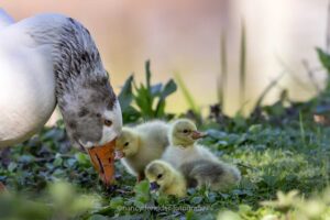 jonge-ganzen, ganzenkuikens, lente, watervogels, ganzenpulletjes, natuurfotografie