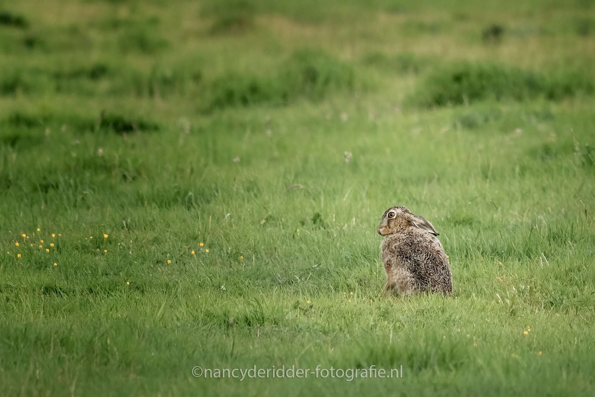 hazen, weiland, afwachtend, schuw