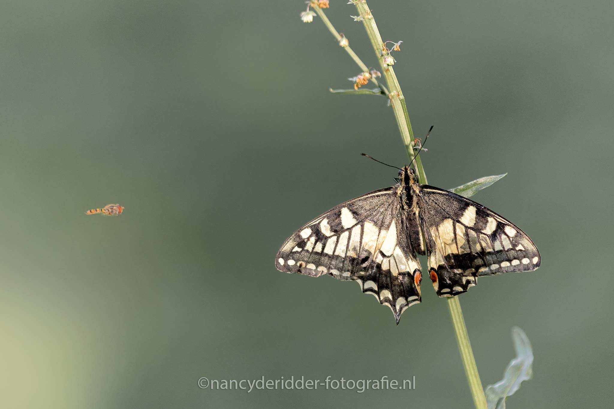 vlinder, koninginnenpage, insect, bezoek
