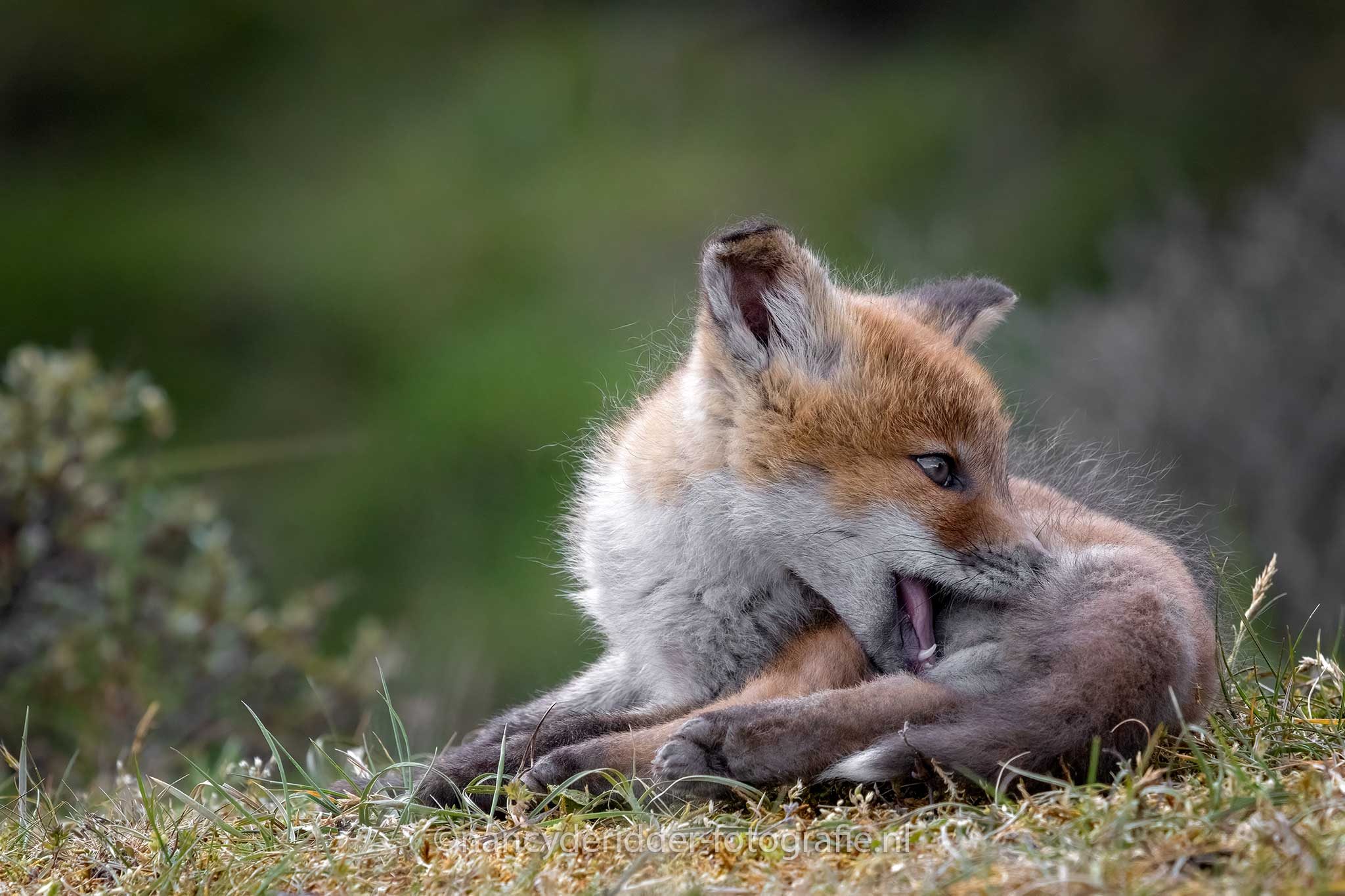 vosjes, jonge-vosjes, jeuk, bijten
