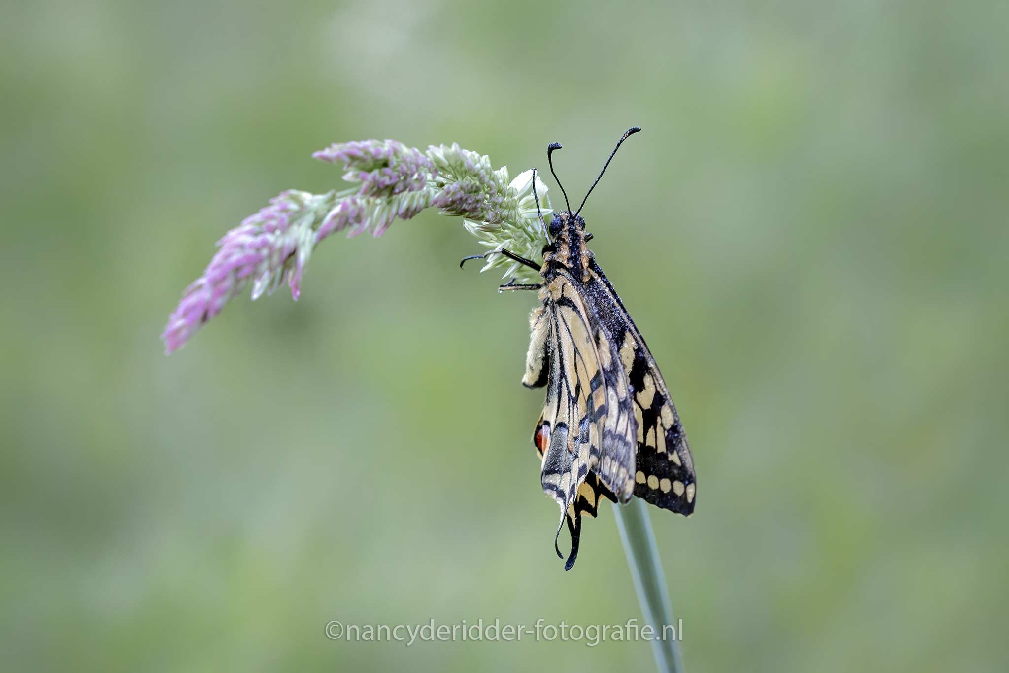 pages, vlinders, koninginnenpage, macro