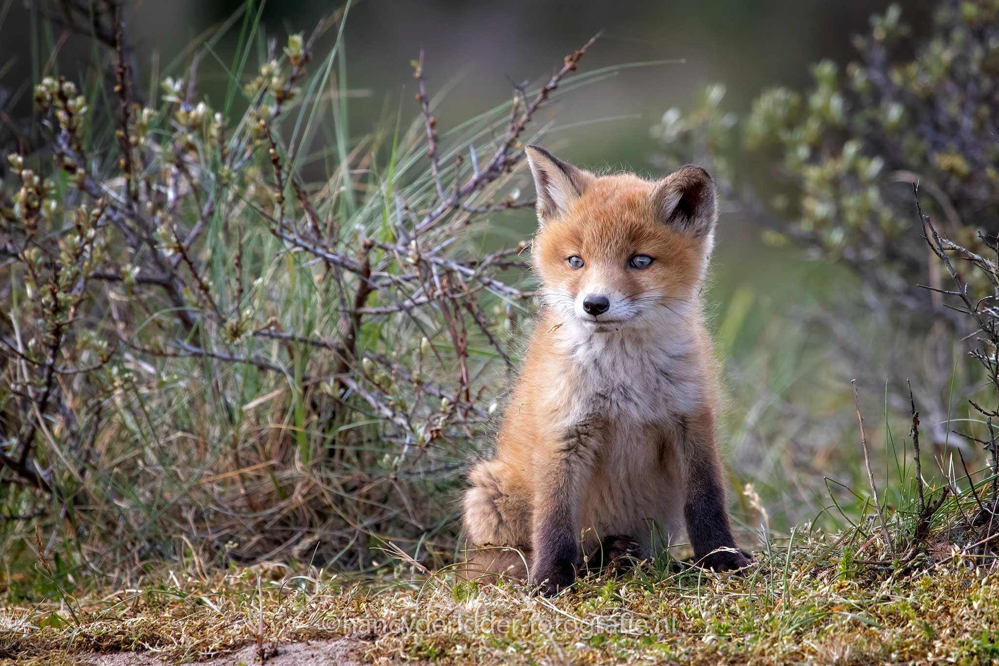 dromerig, vosjes, jog-vosje, locatie, AWD