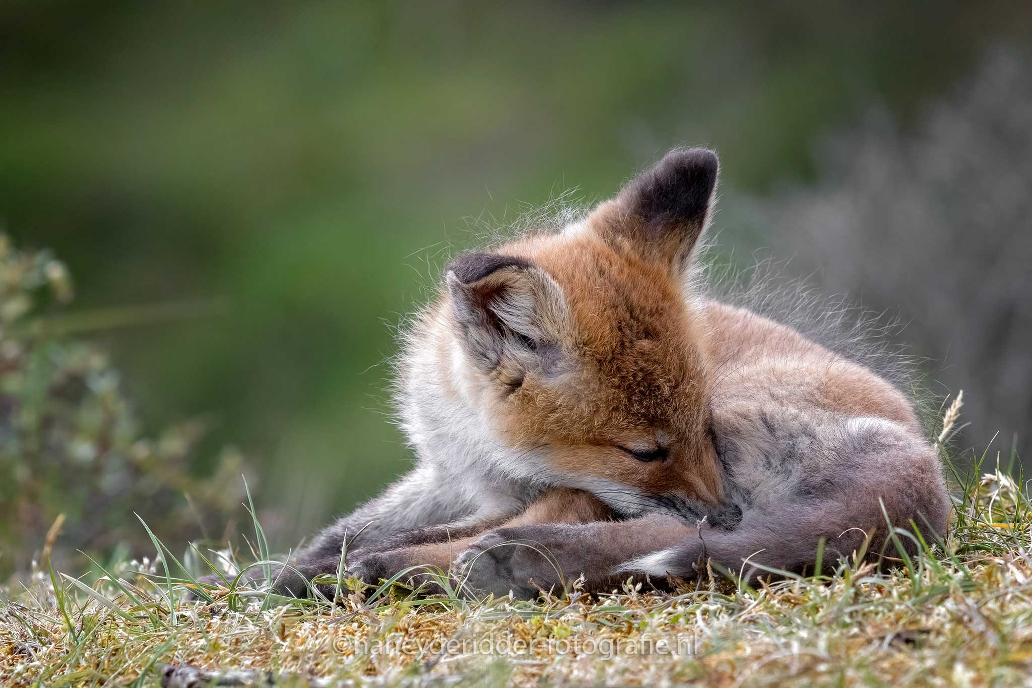 jeuk, vosjes, AWD, wildlife