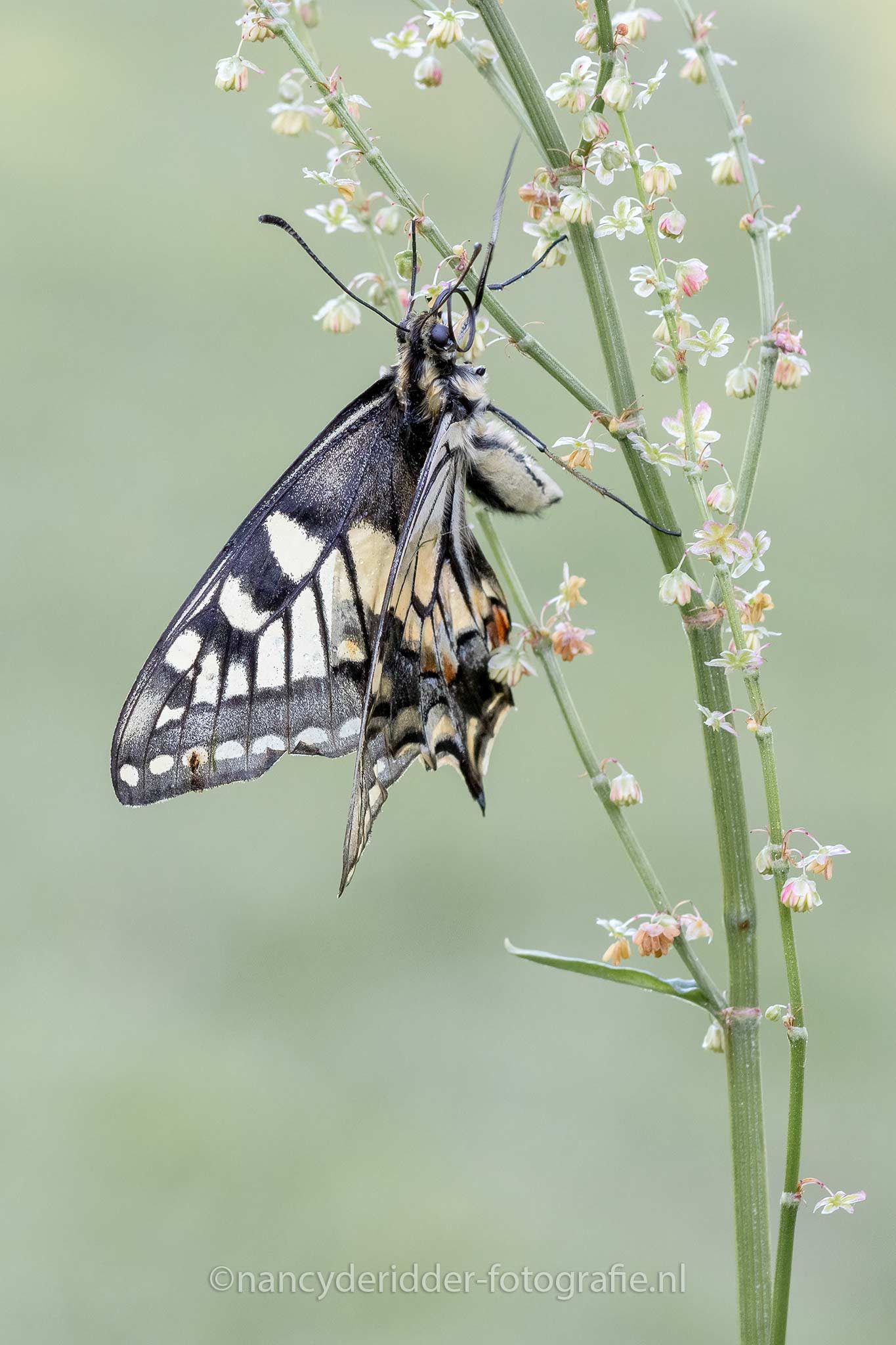 koninginnenpage, vlinder, macrofotografie