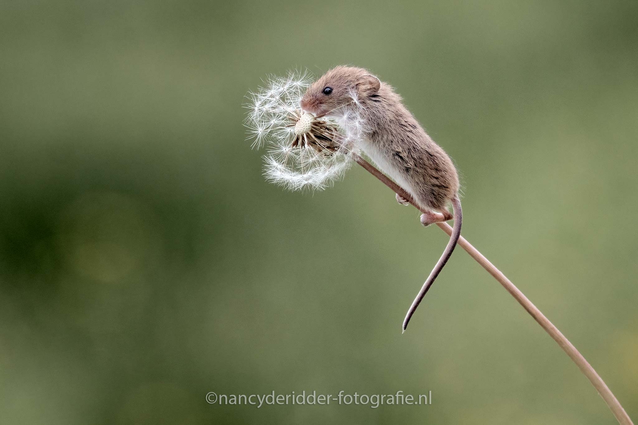 muis, oogstmuis, harvestmuis, dwergmuis, klimmen