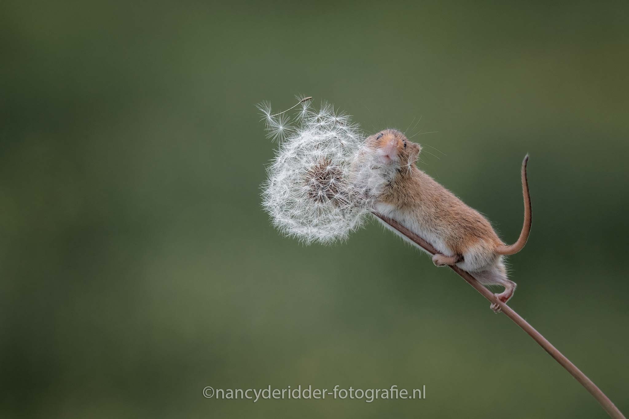 muis, oogstmuis, harvestmuis, dwergmuis, klimmen