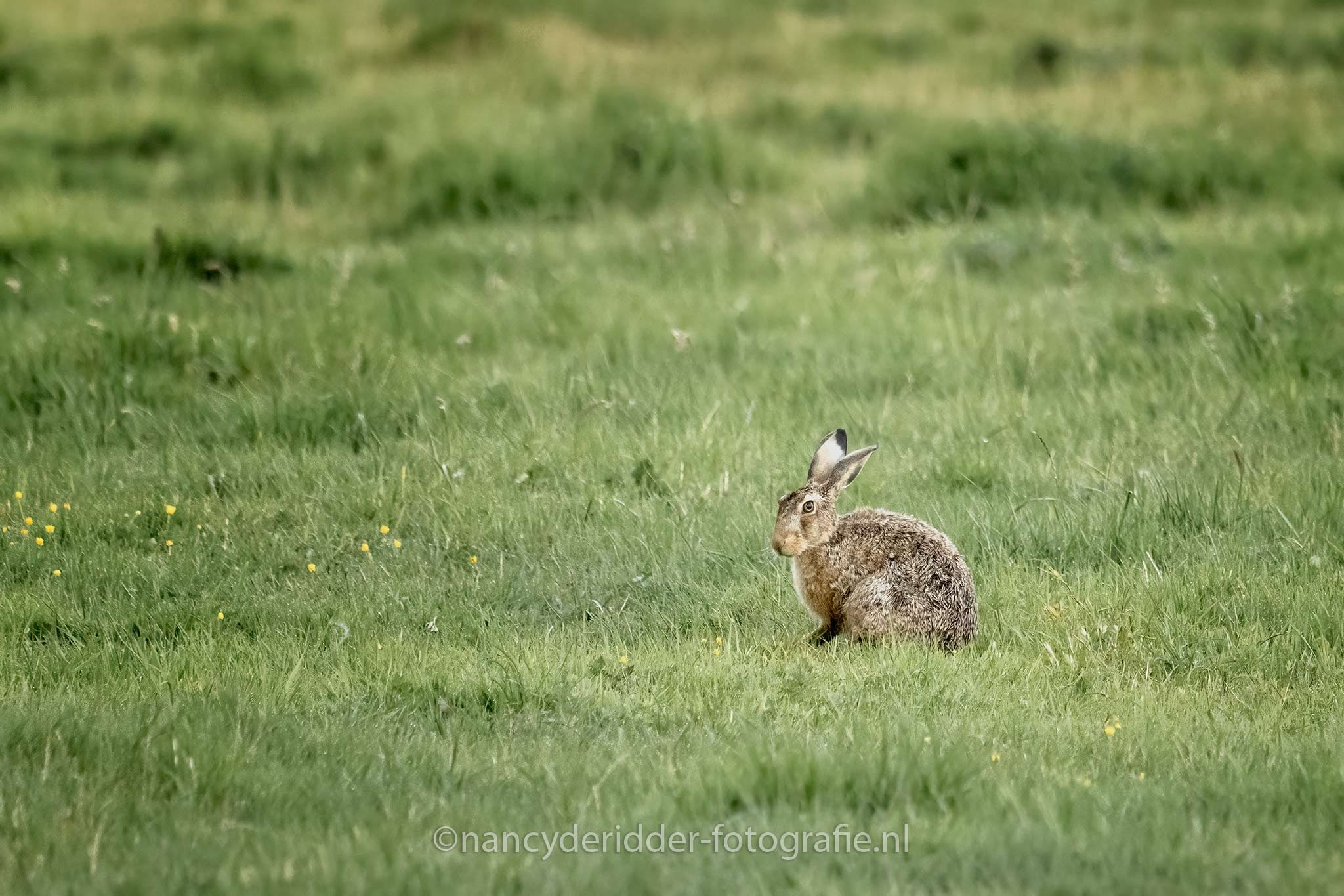 hazen, huppelen, obsessie, weiland, wildlife