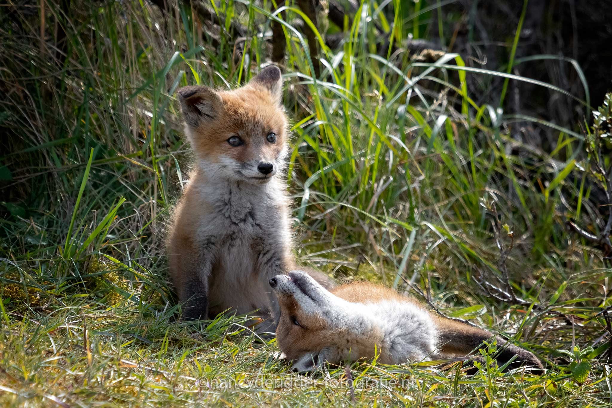 vosjes, jonge-vosjes, AWD, duinen, spelen, liefde, natuur