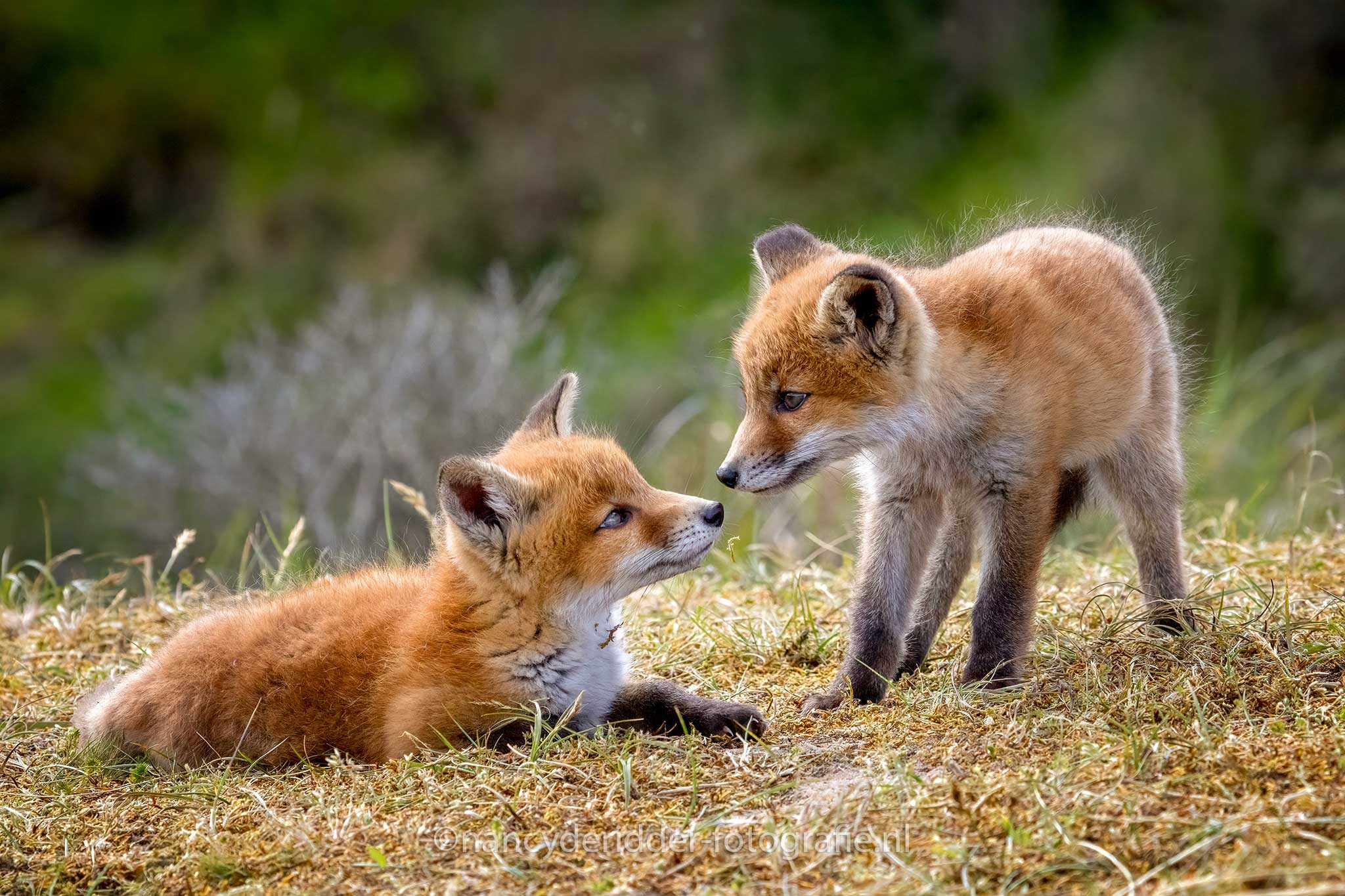 liefde, vosjes, jong-vosje, neusjes, awd