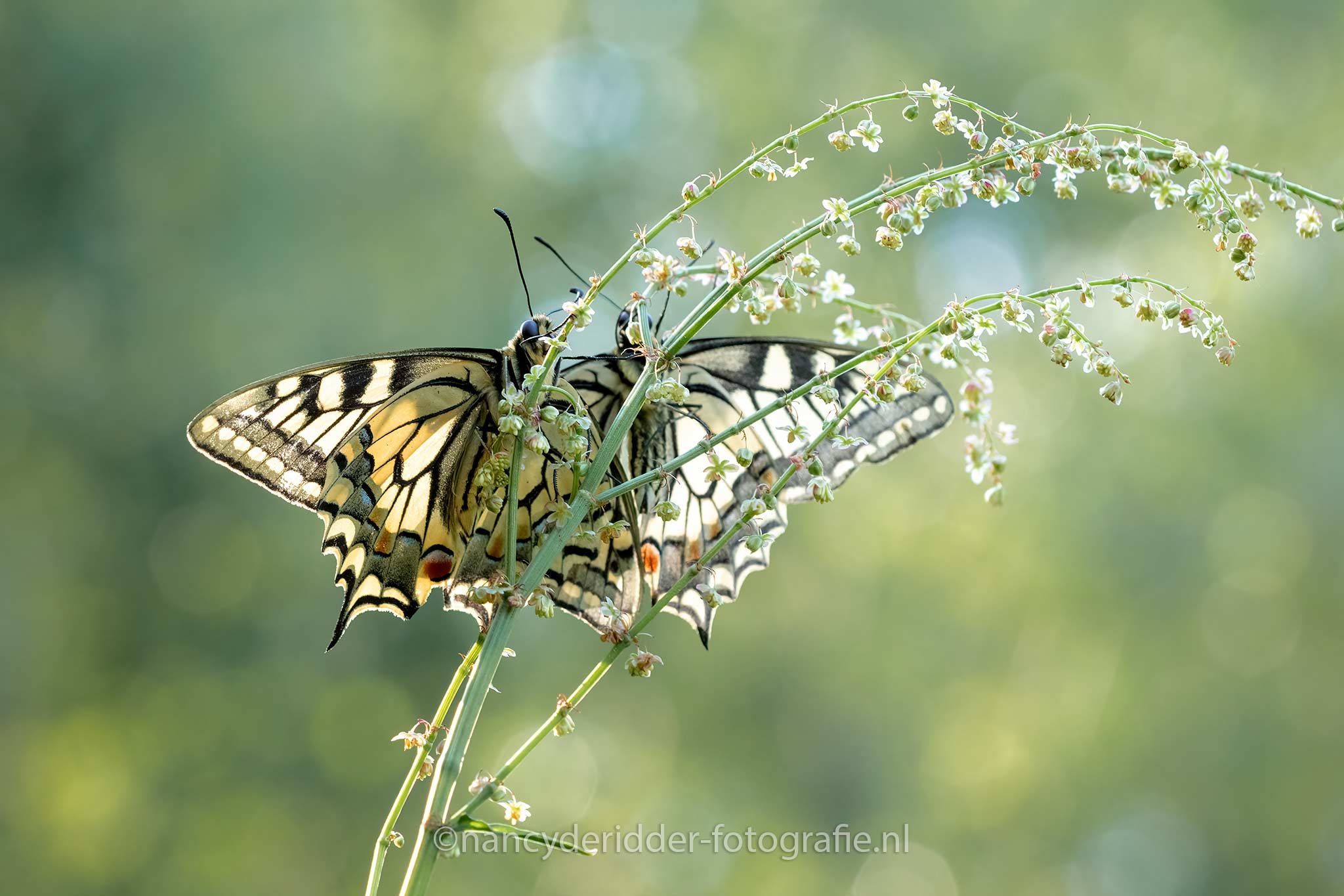koninginnenpage, vlinder, vleugels, zuring, macrofotografie