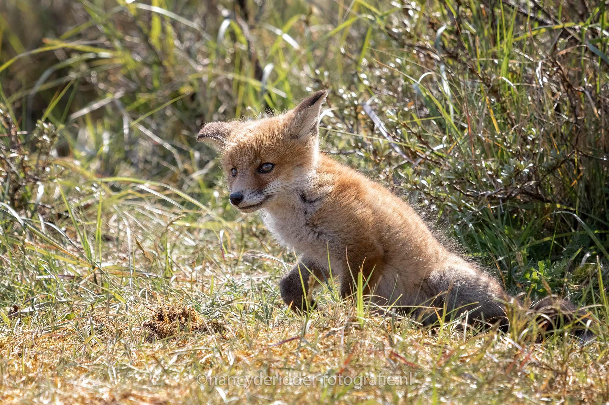 ontdekken, wijde-wereld, kraambezoek, vosjes