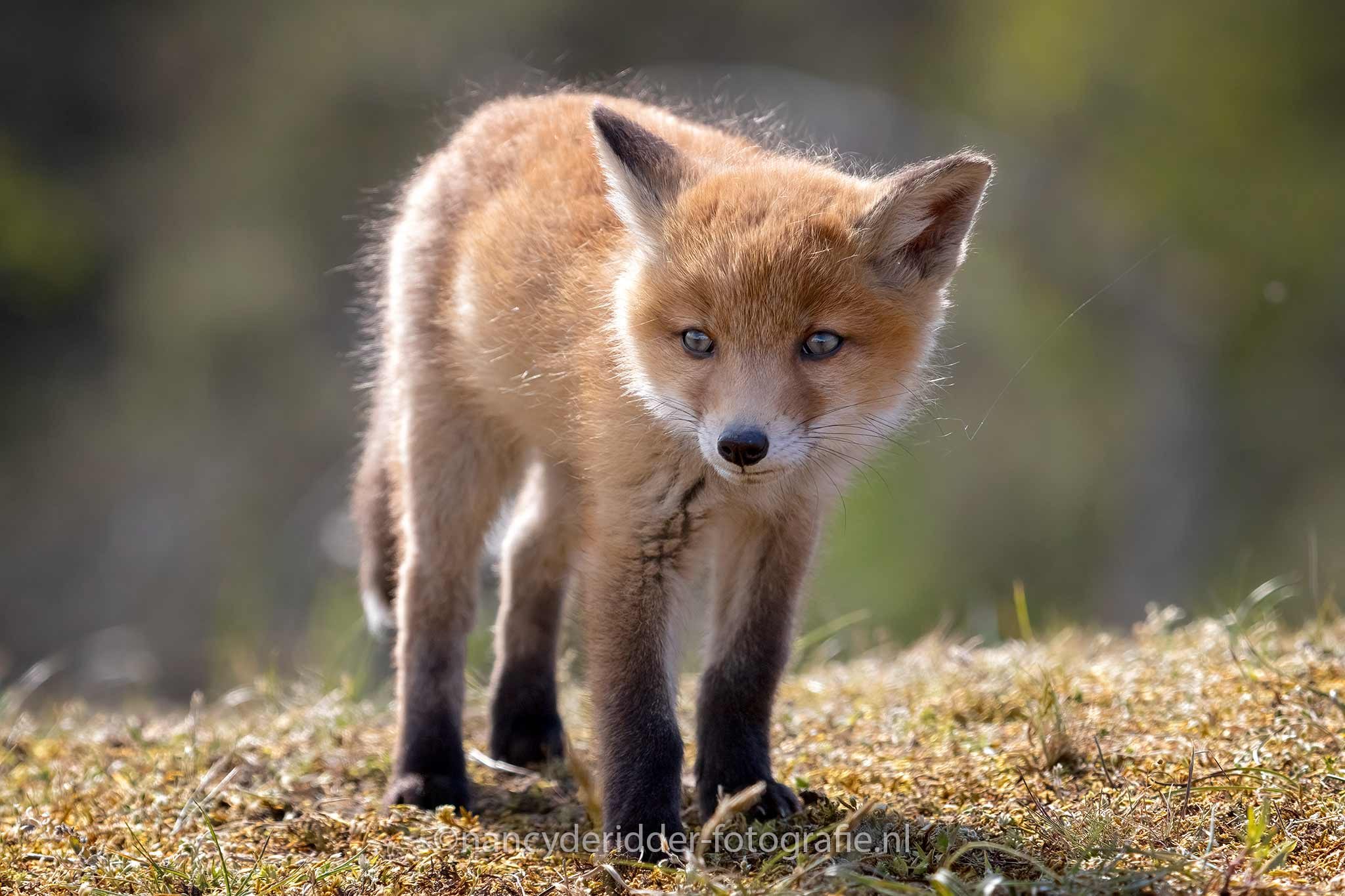 verkennen, vosjes, sluwe-vos, jonge-vosjes