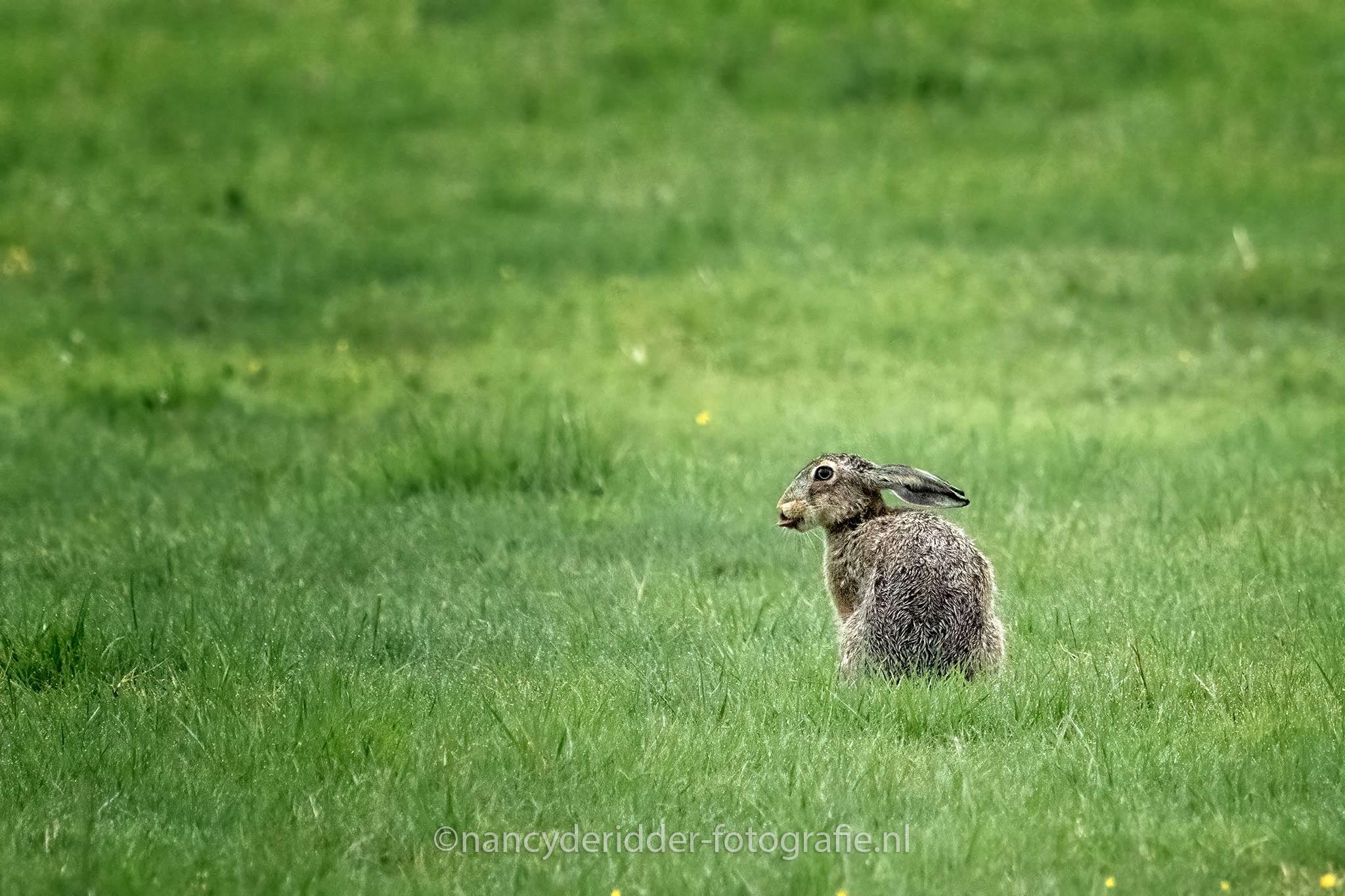 hazen, huppelen, obsessie, weiland, wildlife