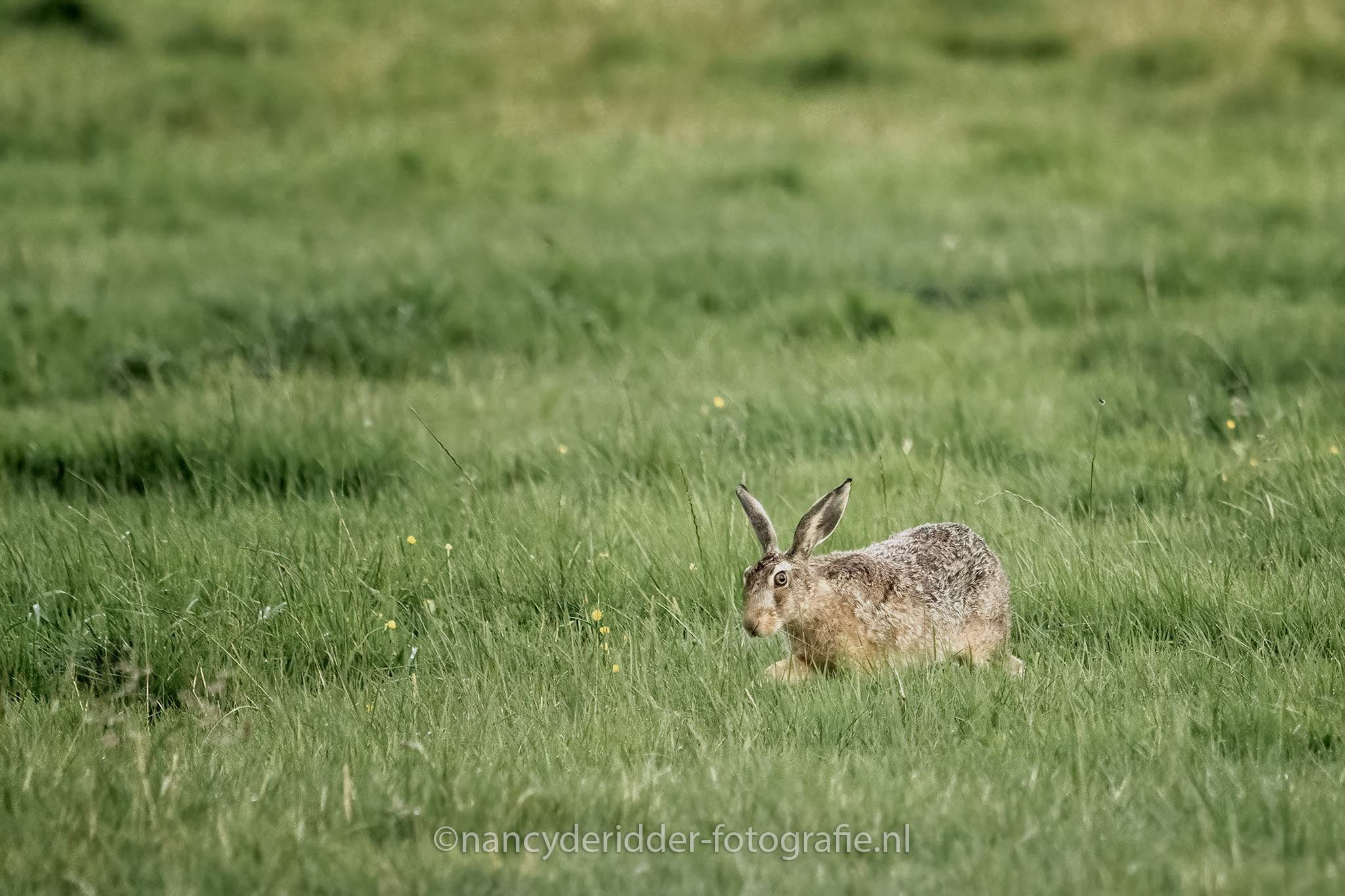 hazen, huppelen, obsessie, weiland, wildlife