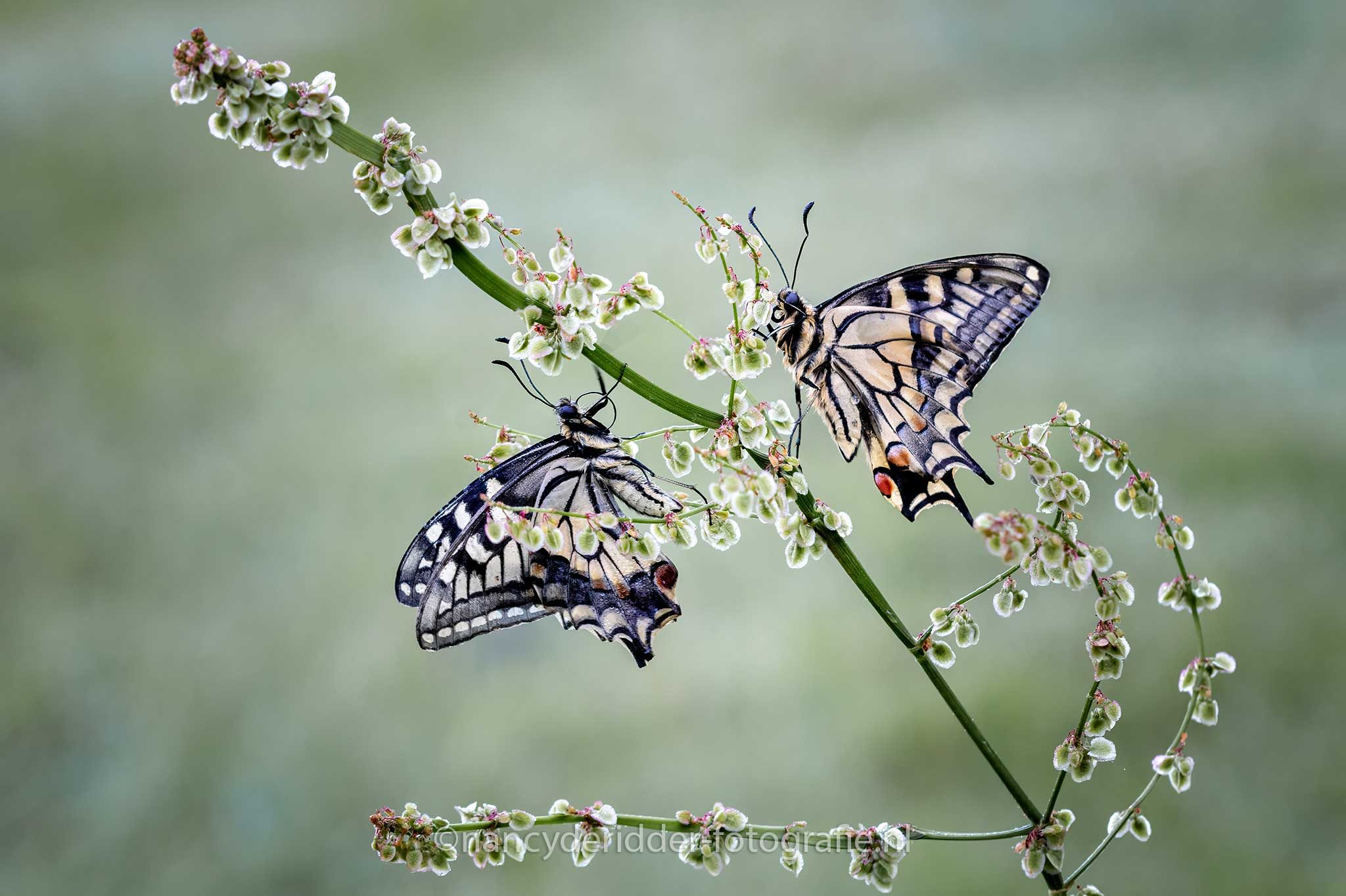 koninginnenpages, zuring, samen, vlinders