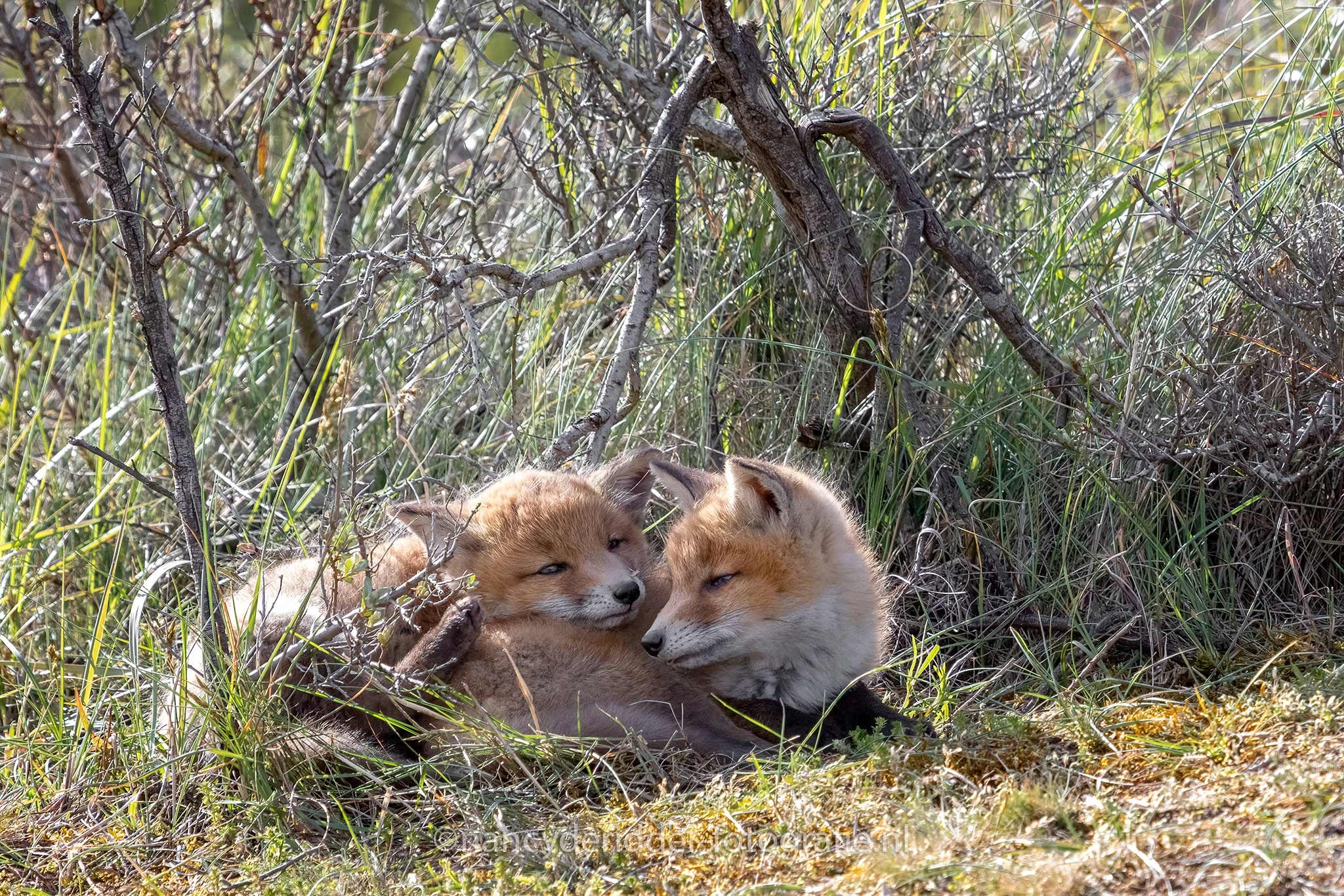 slapen, liefde. tweeling, vosjes, AWD, locatie