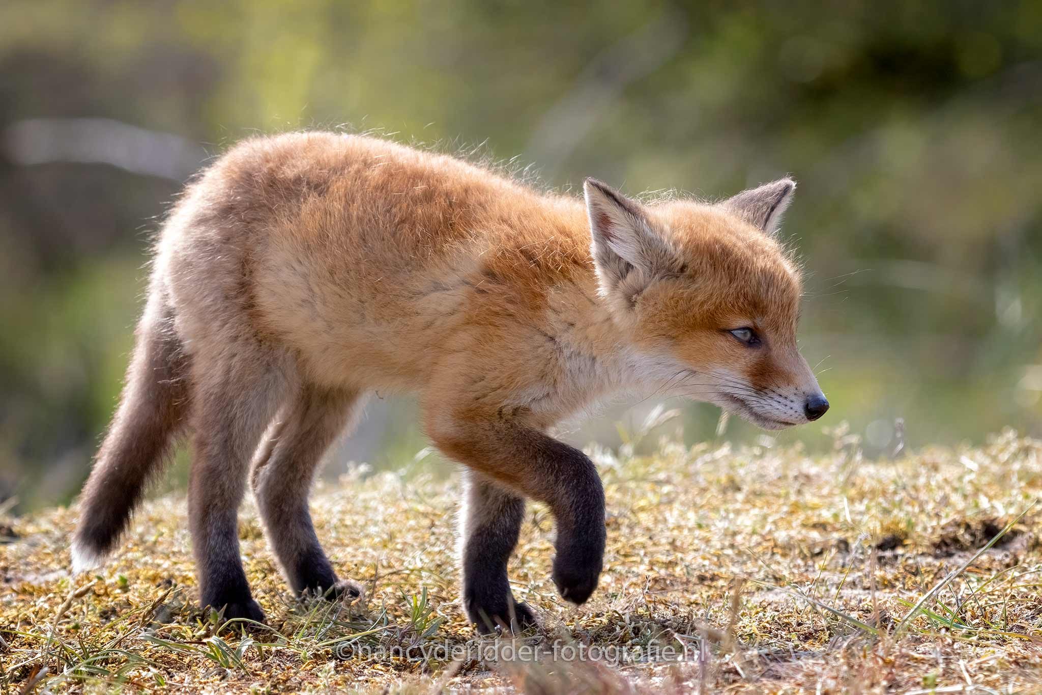 vosjes, jonge vosjes, awd, klein-grut, sluw