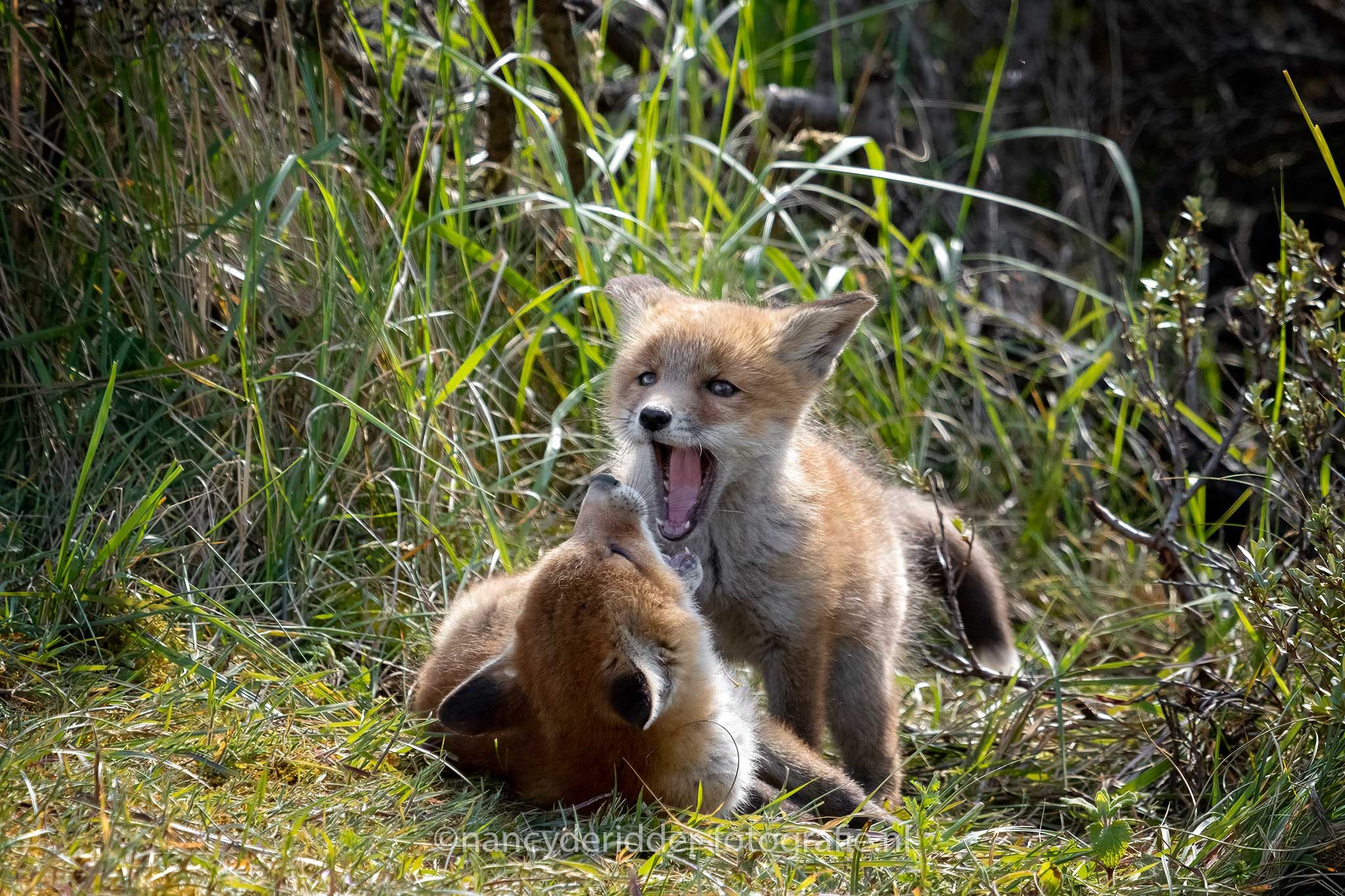 vosjes, jonge-vosjes, AWD, duinen, spelen, liefde, natuur