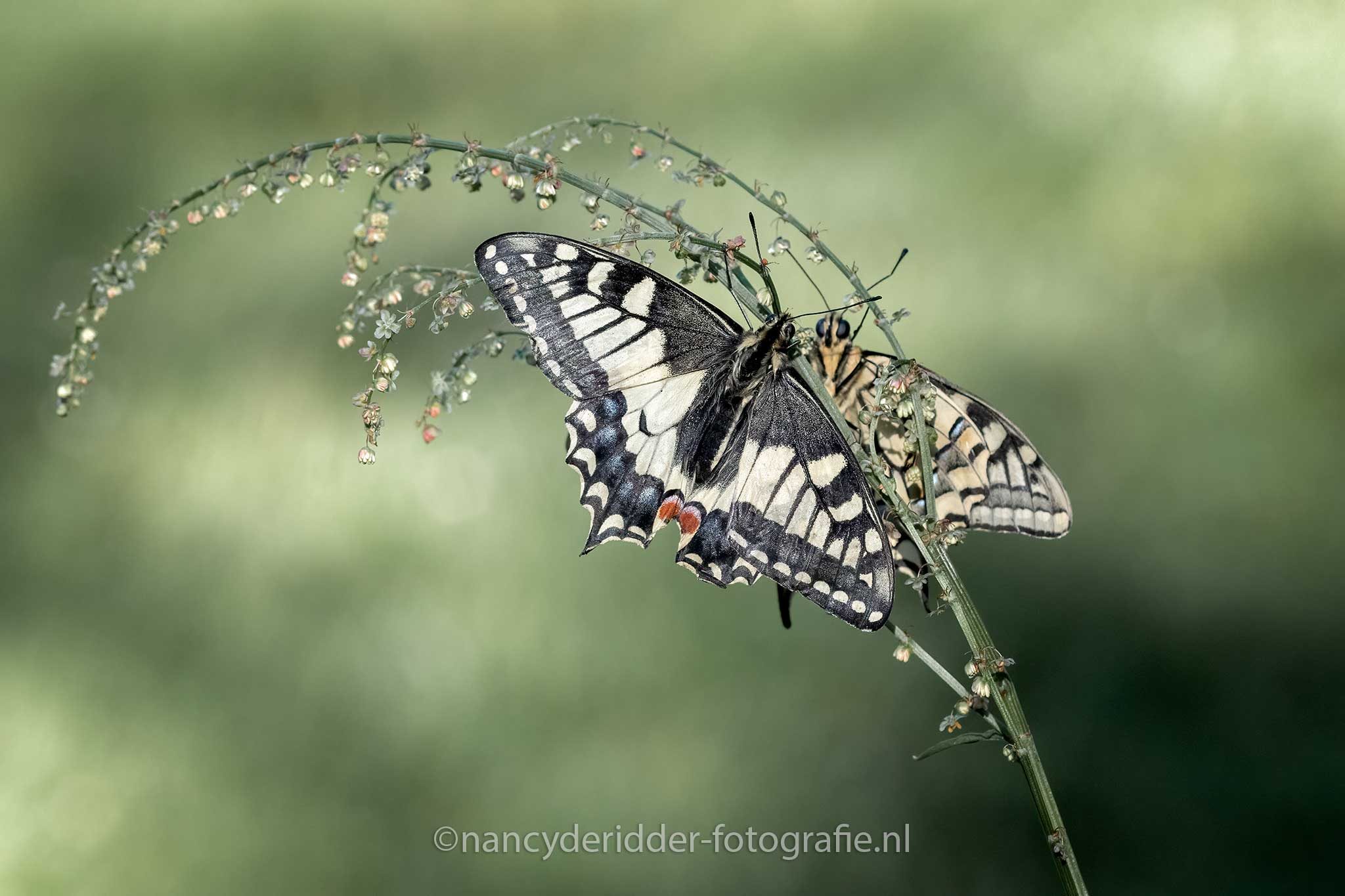 spiegelbeeld, koninginnenpage, vlinder