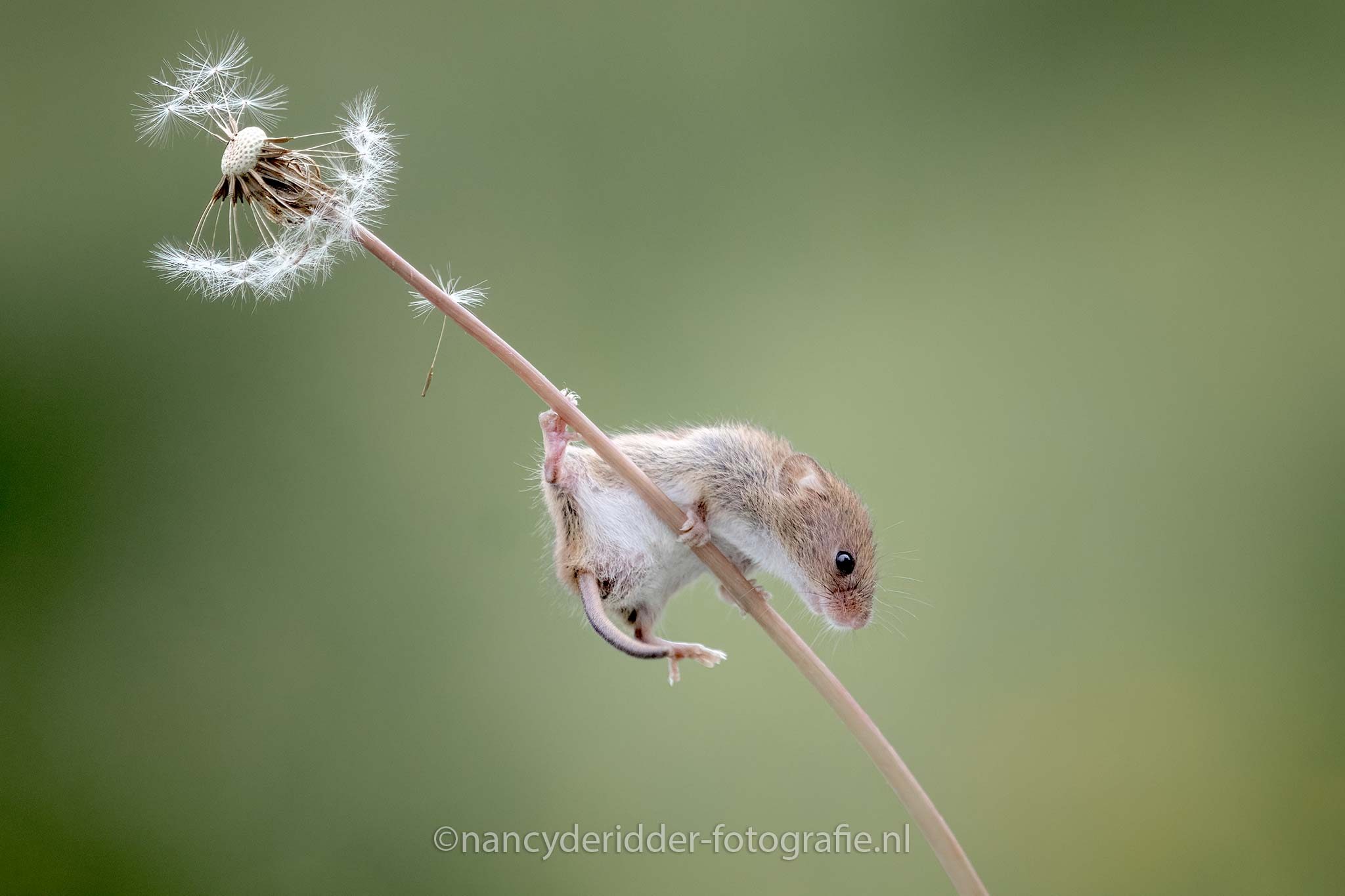 muis, oogstmuis, harvestmuis, dwergmuis, klimmen