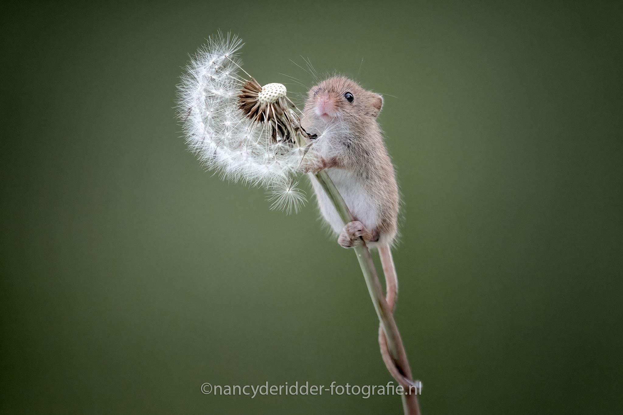 muis, oogstmuis, harvestmuis, dwergmuis, klimmen