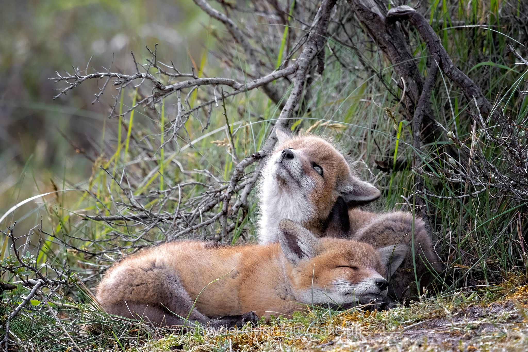 vermoeid, slapen. twijfel. jonge-vosjes, vosjes