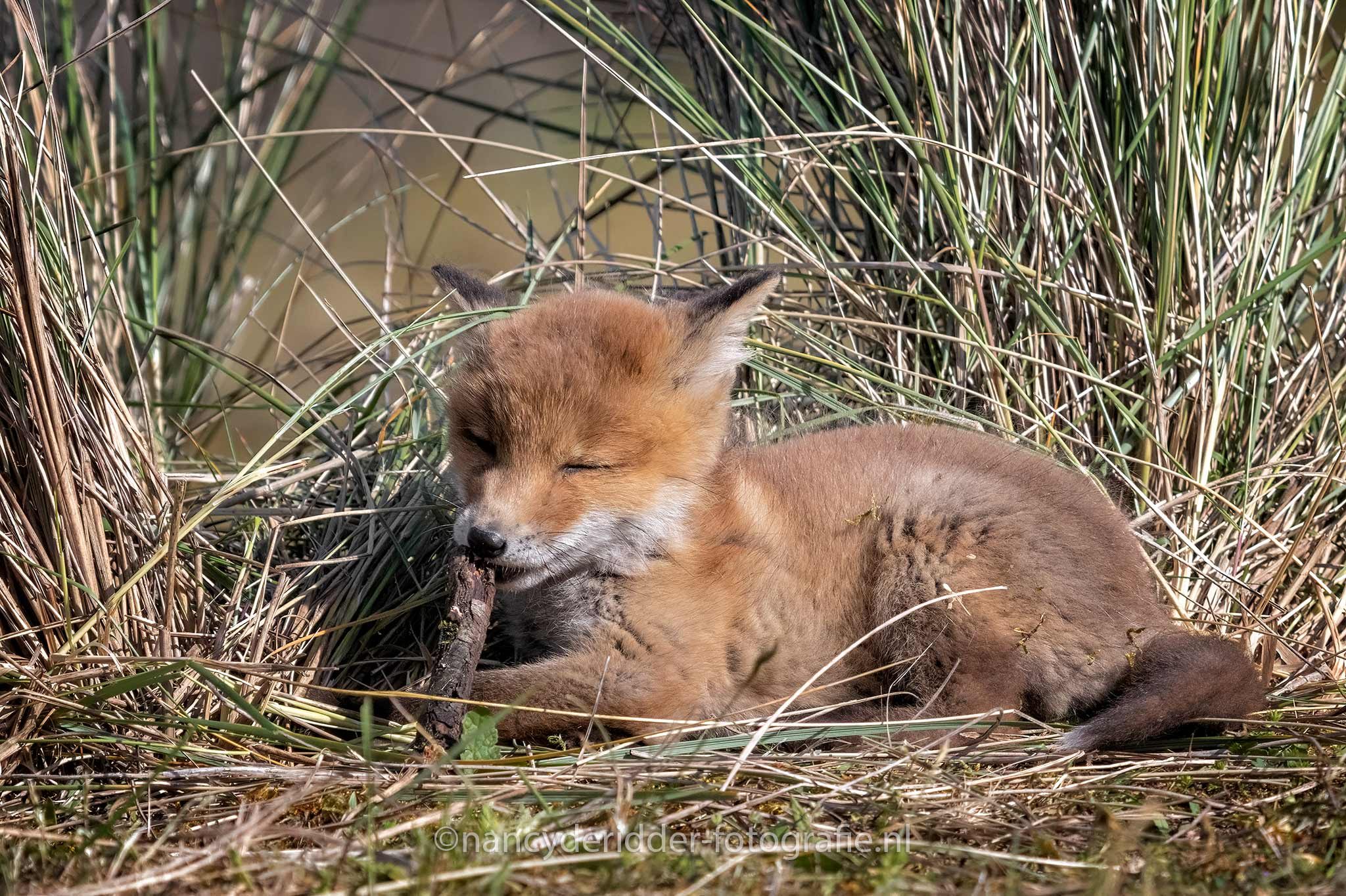 uitrusten, vosjes, AWD, knagen