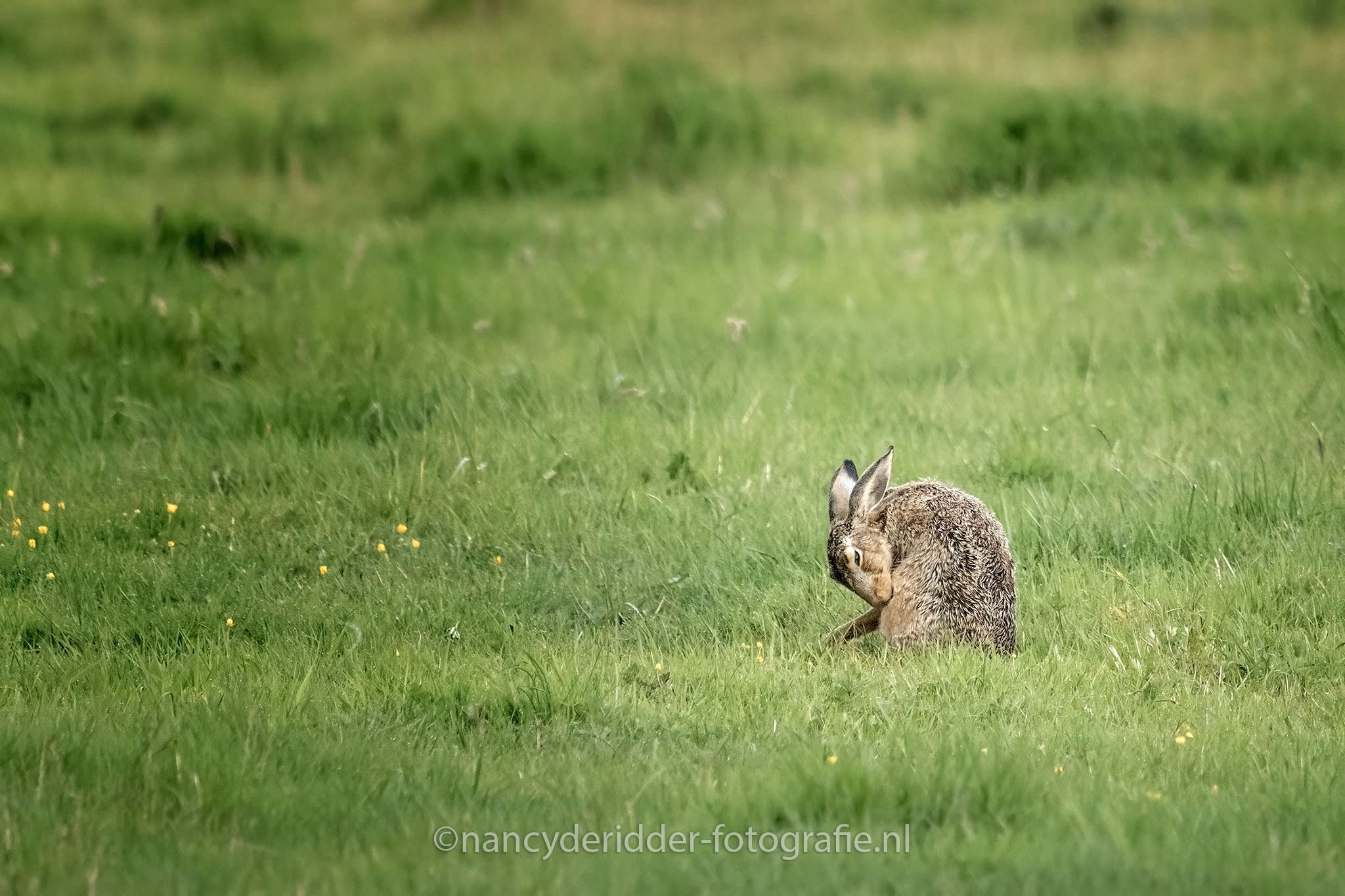 hazen, huppelen, obsessie, weiland, wildlife