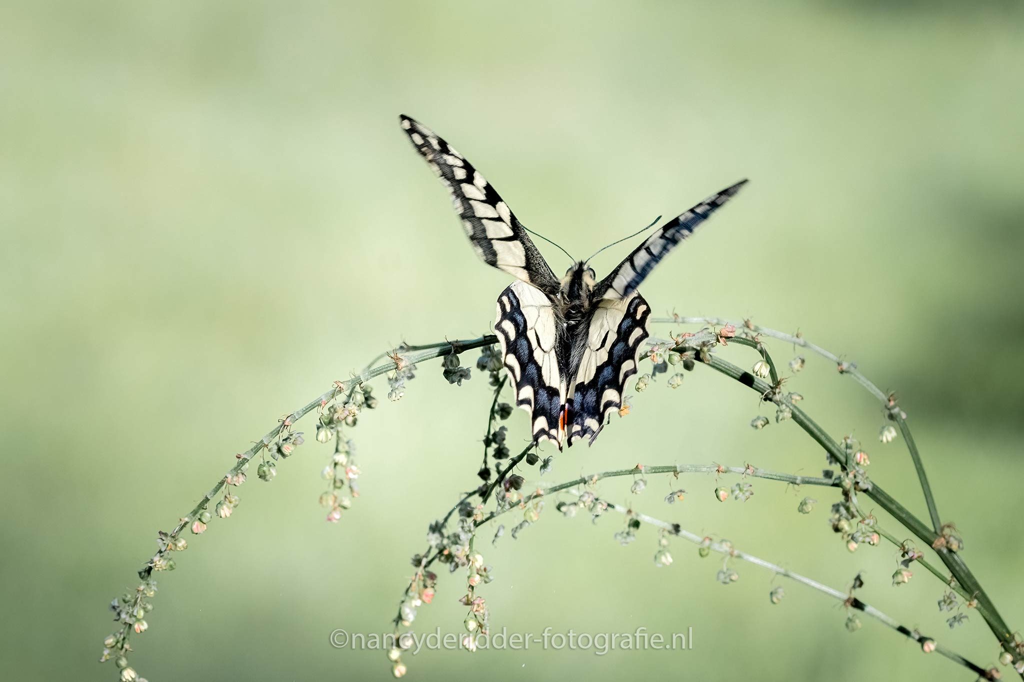 koninginnenpage, vlinder, vleugels, zuring, macrofotografie